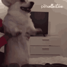 Dancing The Pet Collective GIF