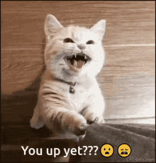 Kitty You Up Yet GIF - Kitty You Up Yet Emojis GIFs