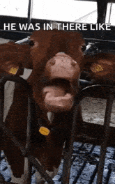 Cow Tongue GIF - Cow Tongue Tongue Out GIFs