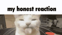 Cat My Honest Reaction GIF - Cat My Honest Reaction My Honest Reaction Meme GIFs