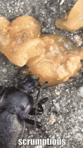 Insect Bug GIF - Insect Bug Bugs GIFs