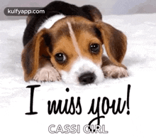a beagle puppy is laying down on a white blanket and says `` i miss you ! ''