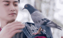 chenxiao pigeon