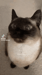 Bug Eyed Kitty Cat GIF