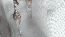 Giraffe When You Pass A Mirror GIF - Giraffe When You Pass A Mirror Feeling Yourself GIFs