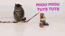 Miou Miou Tute Tute Cat GIF