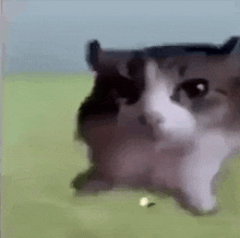 Cat Explode GIF - Cat Explode Explosion GIFs