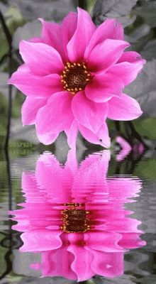 Pink Flower With Tea Pinks Gif - Pink Flower With Tea Pinks Bunch Of 