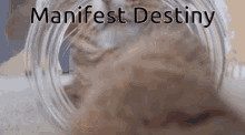Manifest Destiny Shitpost GIF - Manifest Destiny Shitpost Cat GIFs