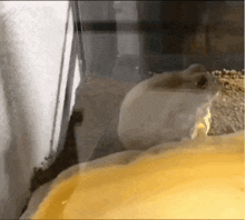 a close up of a hamster in a cage looking at something