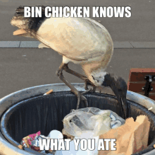 Bin Chicken Dinner GIF - Bin Chicken Dinner Ate GIFs
