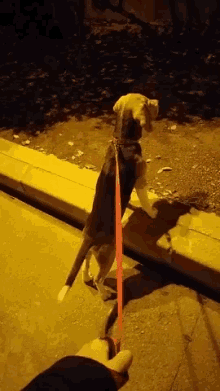a dog on a red leash is standing on its hind legs