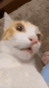 Cat Meme GIF - Cat Meme Omaga GIFs