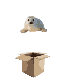 Sealed Baby Seal GIF - Sealed Seal Baby Seal GIFs