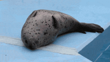 a seal is laying on a blue surface in the water