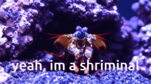 Shrimp Mantis Shrimp GIF - Shrimp Mantis Shrimp Shriminal GIFs
