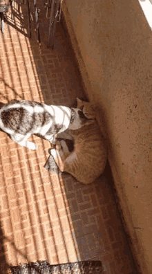 Cat Fight Cats GIF - Cat Fight Cats Oreo Cat GIFs