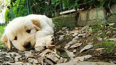 Oh Bother GIF - Puppy Cute 可愛い犬 GIFs