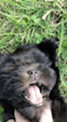 Conway Cute GIF - Conway Cute Pup GIFs