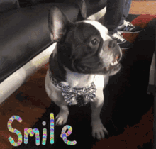 Smile Smiling GIF - Smile Smiling Cute Animals GIFs