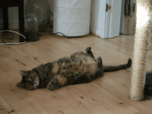Juniper Cat GIF - Juniper Cat Tired GIFs