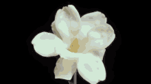 Flower  GIF - Flower Bloom GIFs