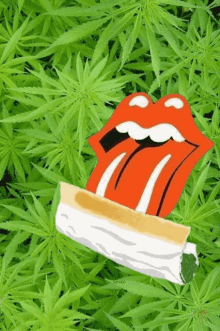 Tongue Weed GIF - Tongue Weed Rolling Stone GIFs