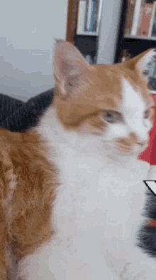 Cat Surprised GIF - Cat Surprised Face GIFs