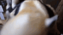 a close up of a dog laying down on a couch looking at the camera .