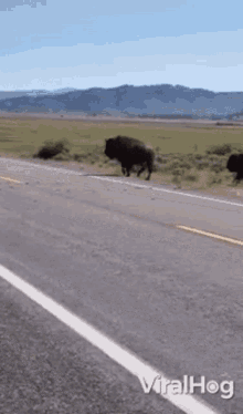 crossing the road viralhog crossing the street bison run across the street