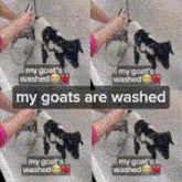 a person is washing a goat in a bathtub with the caption `` my goats are washed '' .