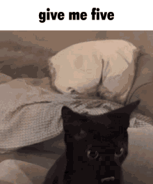 Cat Catmeme GIF - Cat Catmeme High Five GIFs