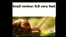 Snail Snail Review GIF - Snail Snail Review Review GIFs