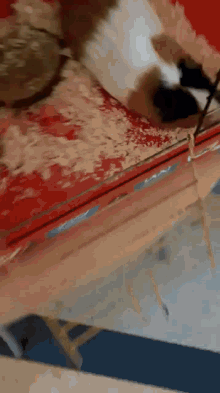 a cat is playing with a toy on a red surface