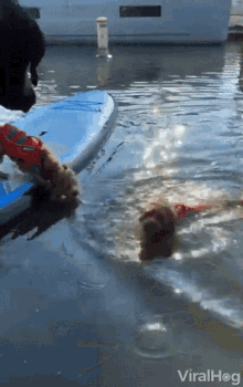 Swimming Dogs Ouch GIF - Swimming Dogs Ouch Doggos GIFs