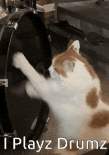 Turkish Van Cat Drumming GIF