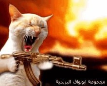 Gun Cat GIF - Gun Cat Mad GIFs