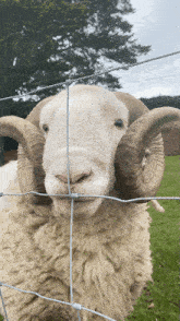 Goat Ram GIF - Goat Ram Blah GIFs