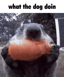 What The Dog Doin What GIF - What The Dog Doin What Whats Is Dog Do GIFs