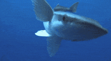 Remora Fish GIF - Remora Fish Shark Sucker GIFs