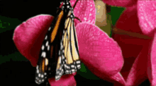 Butterfly Flapping Wings GIF