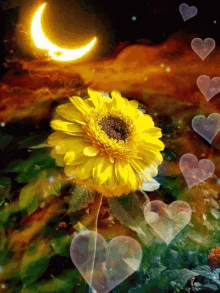 Bubble Hearts GIF - Bubble Hearts Sunflower GIFs