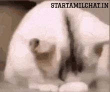 a blurred image of a dog with the words starttamilchat.in written below it
