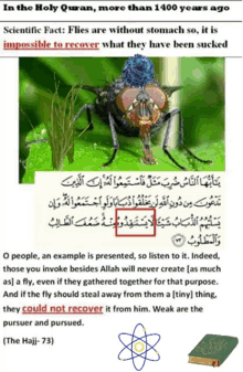 Quran Flies GIF - Quran Flies Scientific Fact GIFs