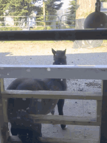 a horse behind a wooden fence looking out