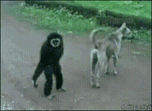 Monkey Monkeydog GIF - Monkey Monkeydog Dogchasingmokey GIFs
