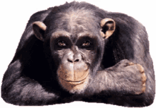 Chimpanzee Thumbs GIF