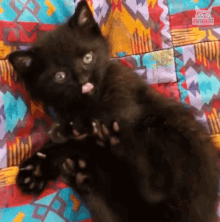 Playing Cat Playing GIF - Playing Cat Playing Dont Touch Me GIFs