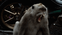 Monyet Marah GIF - Monyet Marah GIFs