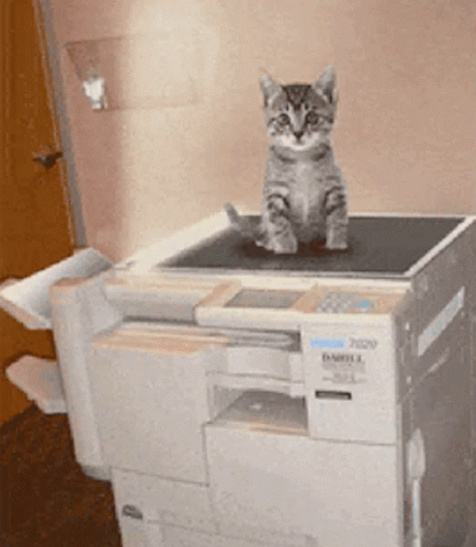 Cat Photocopier GIF - Cat Photocopier Xerox GIFs